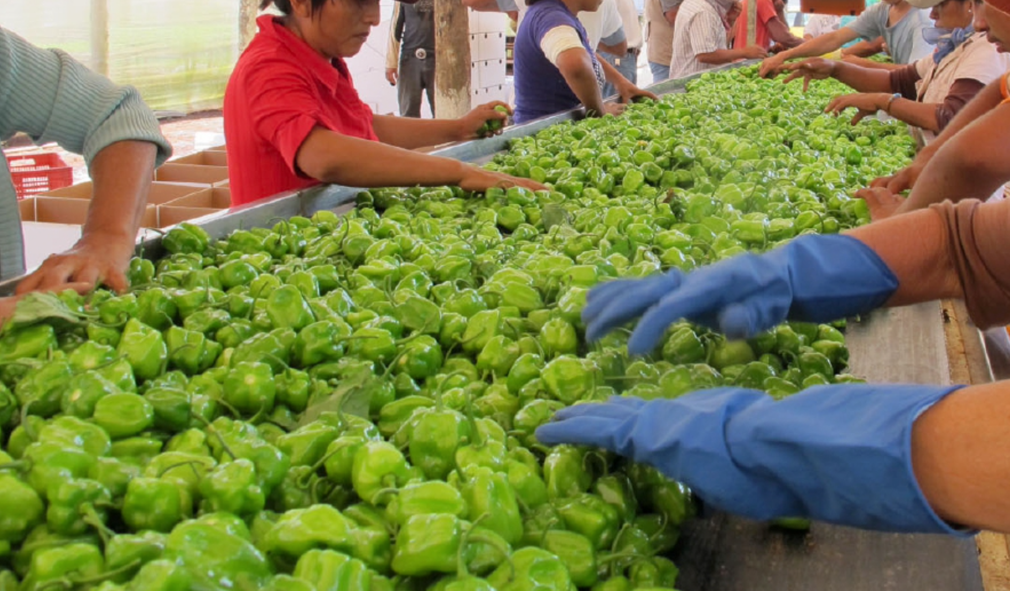 Aranceles de EU, pegarán fuerte a la agroindustria yucateca